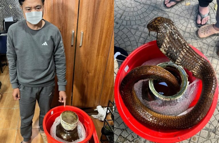 Phát hiện xe chở 1 bình rượu ngâm rắn hổ mang chúa, khởi tố 1 đối tượng