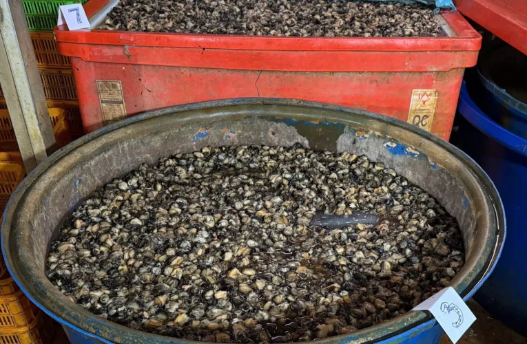 Lời khai rùng mình về ‘công thức’ ngâm 3.000 tấn ốc vào 500 tấn hóa chất từ chợ Kim Biên