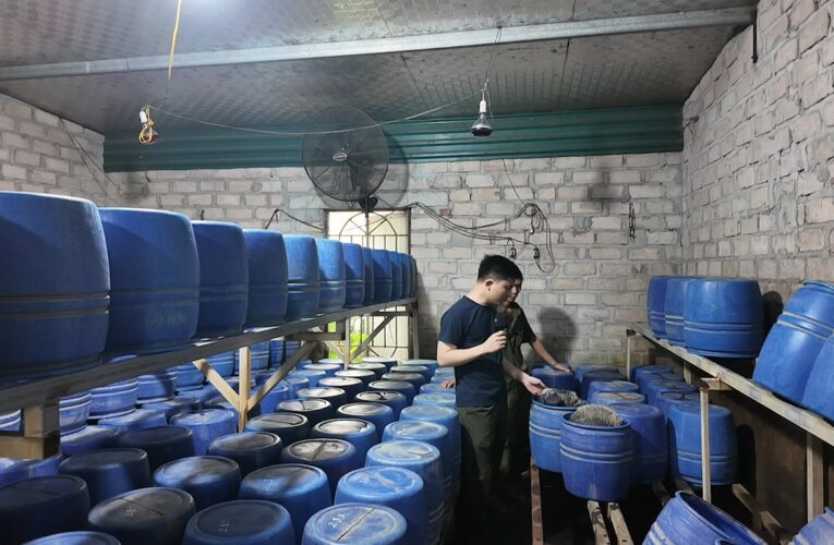 Đột kích hàng loạt xưởng sản xuất giá đỗ sử dụng chất cấm tại Quảng Ninh